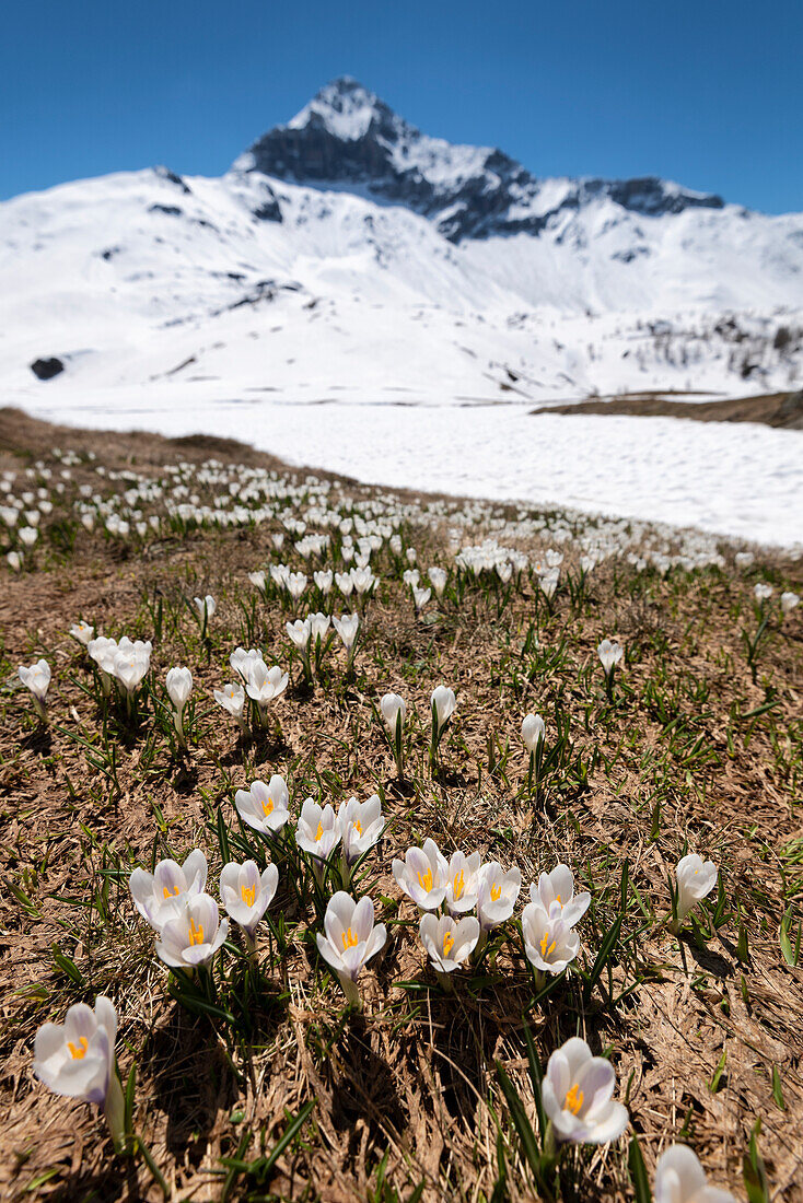 Blühende Krokusse in Valmalenco und im Hintergrund der Gipfel des Scalino, Valtellina, Provinz Sondrio, Lombardei, Italien, Europa