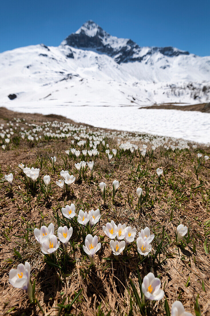 Crocus blooming in Valmalenco and in background Scalino peak, Valtellina, Sondrio Province, Lombardy, Italy, Europe