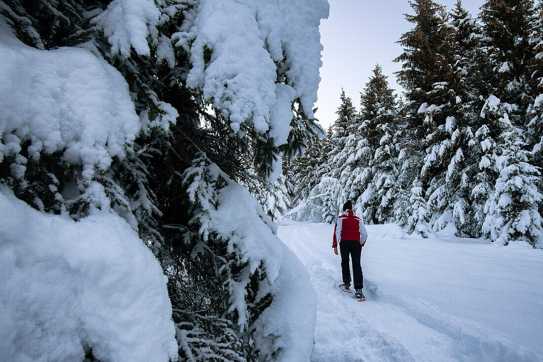 Mann geht mit Schneeschuhen im verschneiten Wald spazieren, Piazzola-Alm, Castello dell'Acqua, Provinz Sondrio, Valtellina, Lombardei, Italien, Europa