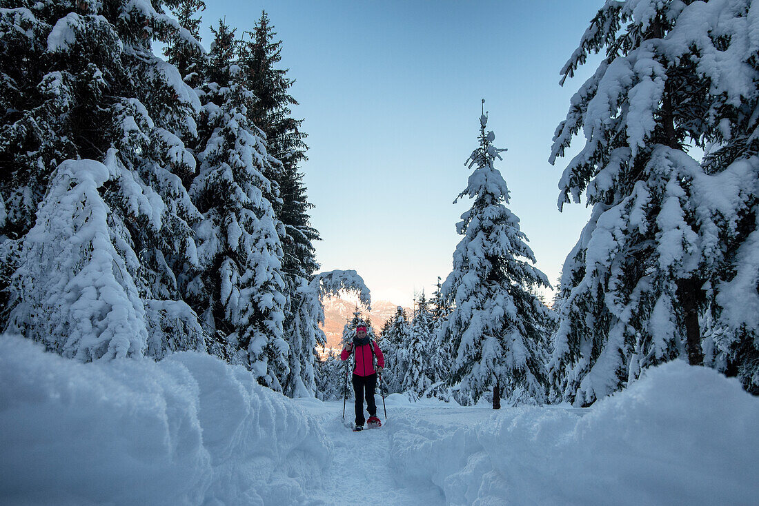 Junges Mädchen geht mit Schneeschuhen im verschneiten Wald, Piazzola alp, Castello dell'Acqua, Provinz Sondrio, Valtellina, Lombardei, Italien, Europa