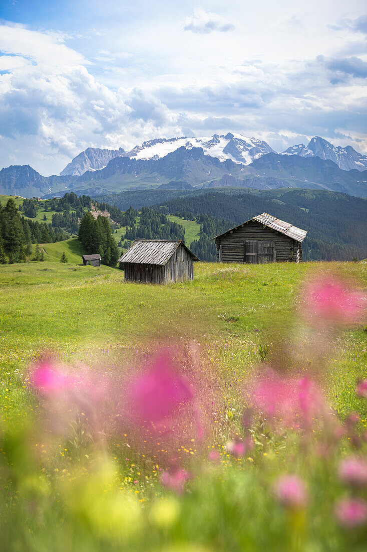 PIz La Ila, Alta Badia, Gadertal, Dolomiten, Provinz Bozen, Südtirol, Italien, Hütten mit Blumen und Marmolada im Hintergrund