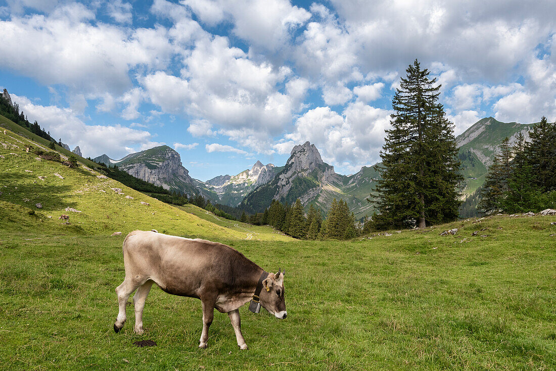 Kuh auf der Weide im Tal der Saxer Lucke, Kanton Appenzell, Alpsteingebirge, Schweiz