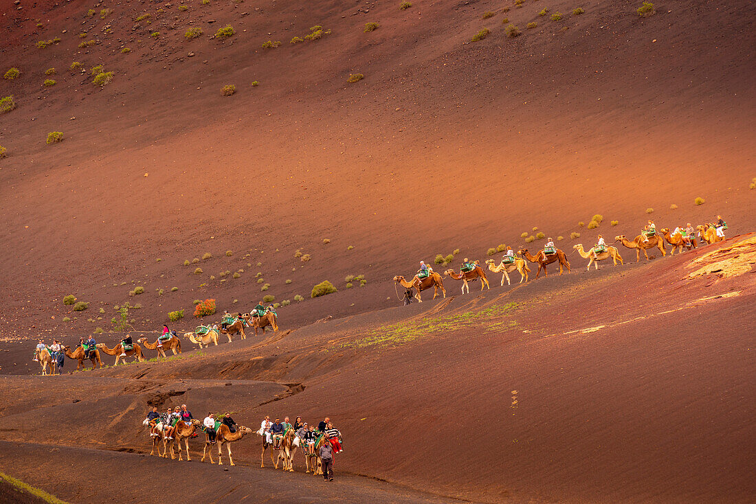 Blick auf Touristen, die auf Kamelen reiten, Timanfaya-Nationalpark, Lanzarote, Las Palmas, Kanarische Inseln, Spanien, Atlantik, Europa