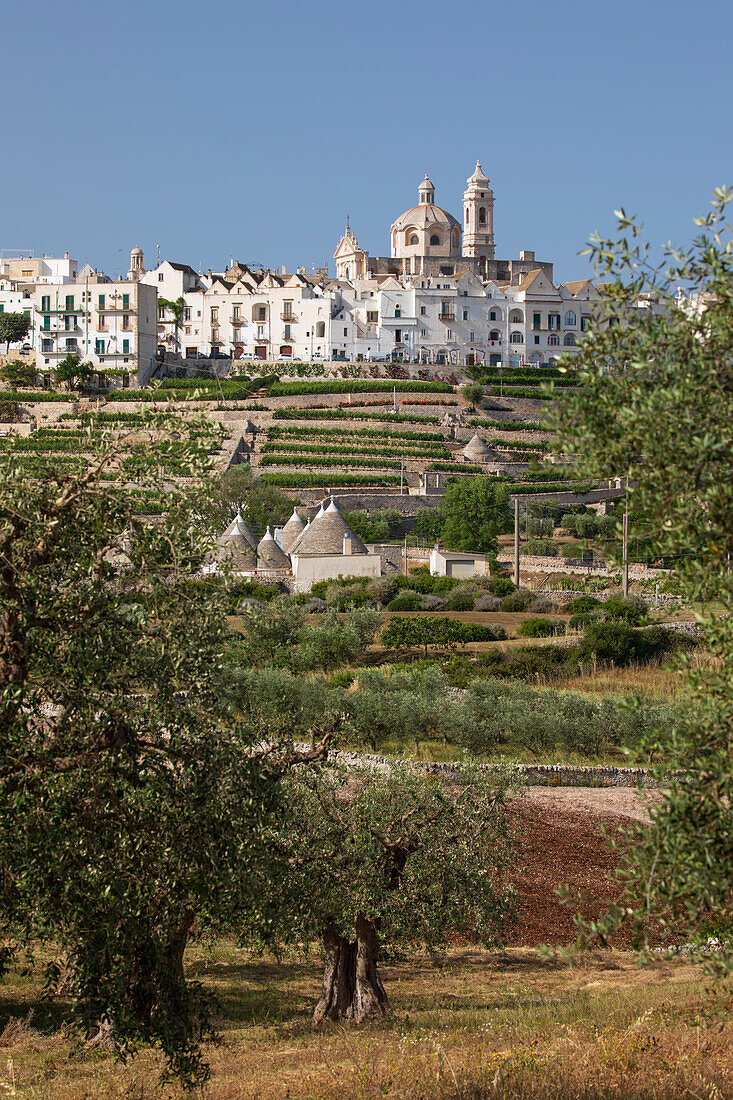 Locorotondo town on hilltop with trulli houses and olive grove below in the Valle d'Itria, Locorotondo, Puglia, Italy, Europe