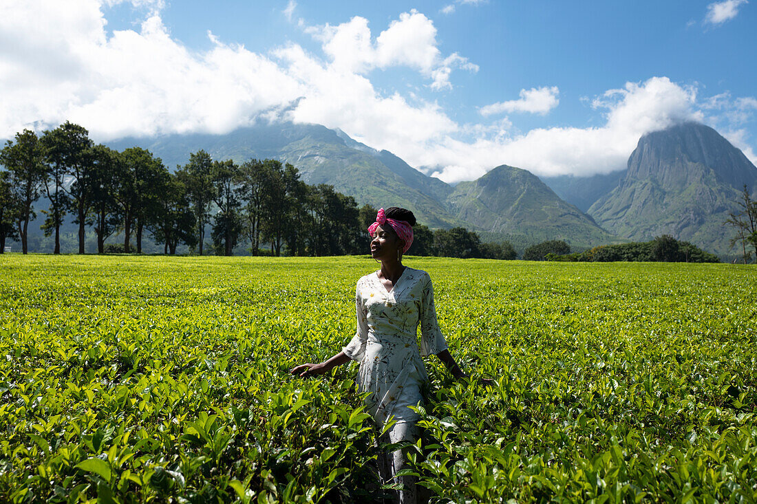 Africa, Malawi, southern Africa, Mulanje district, Tea farms.