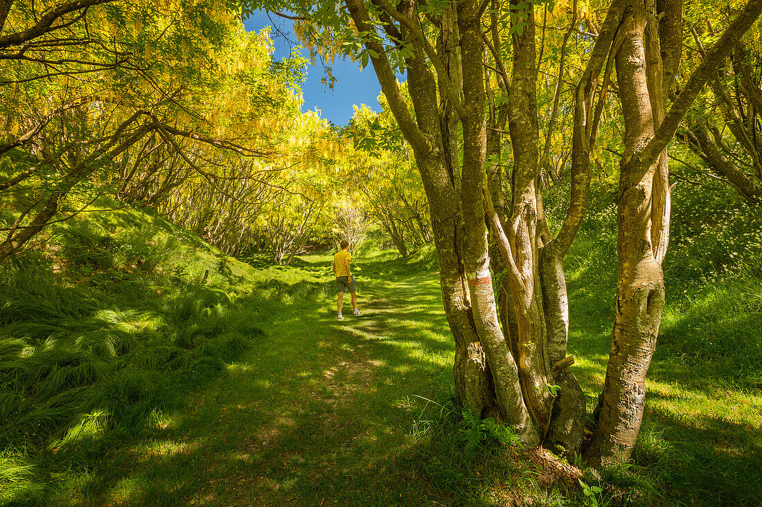 Wanderer wandert im größten Goldregenwald (Laburnum Anagyroides) Europas, Berg Generoso, Intelvi-Tal, Provinz Como, Lombardei, Italien, Europa (MR)