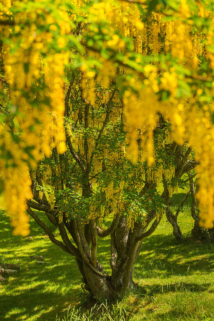Goldregen (Laburnum Anagyroides) im Wald, der größte Goldregenwald Europas, Berg Generoso, Intelvi-Tal, Provinz Como, Lombardei, Italien, Europa