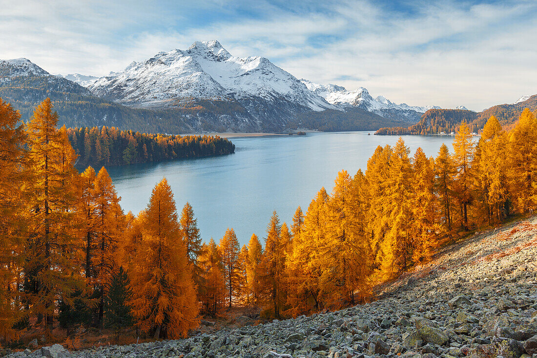 Herbstlicher Lärchenrahmen piz da la Margna mount, Silsersee, Engadin, Kanton Graubünden, Bezirk Maloja, Schweiz, Europa