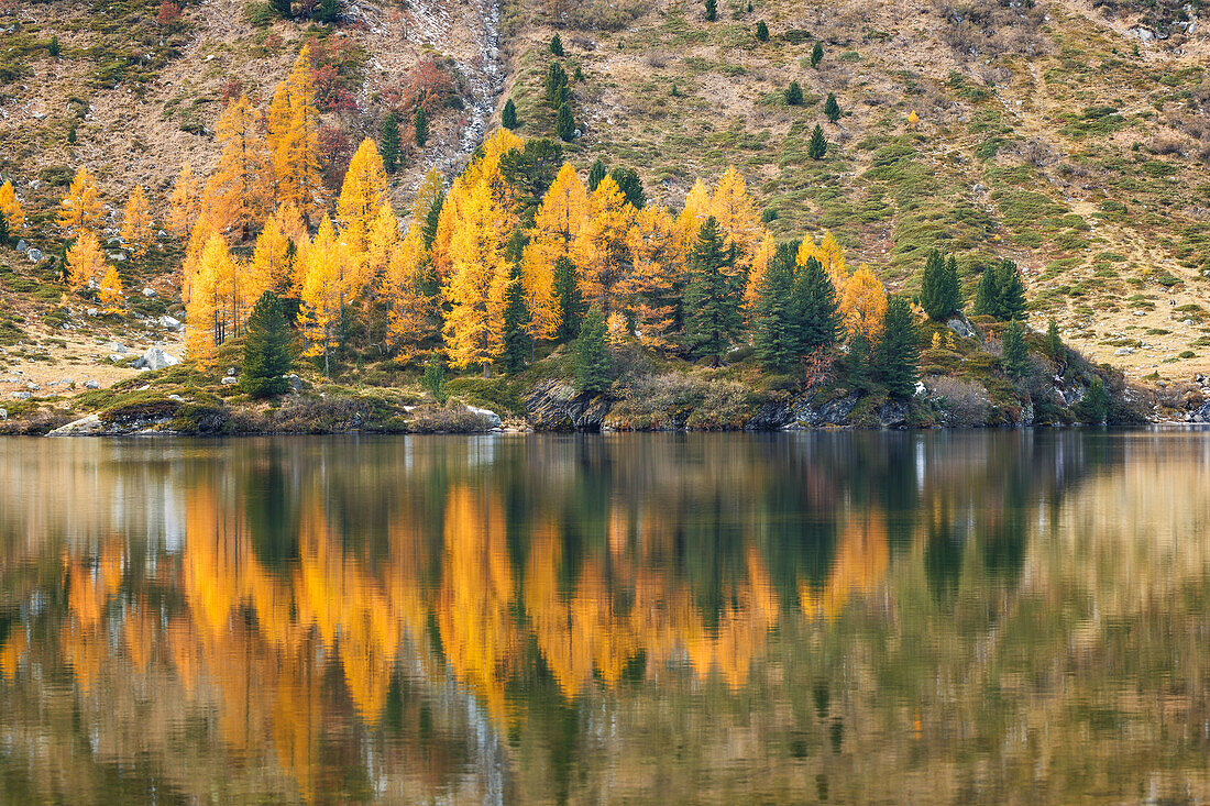 Autumn larches reflection, lake Cavloc, Forno valley, Bregaglia Valley, Maloja district, Engadine, Canton of Graubunden, Switzerland, Europe