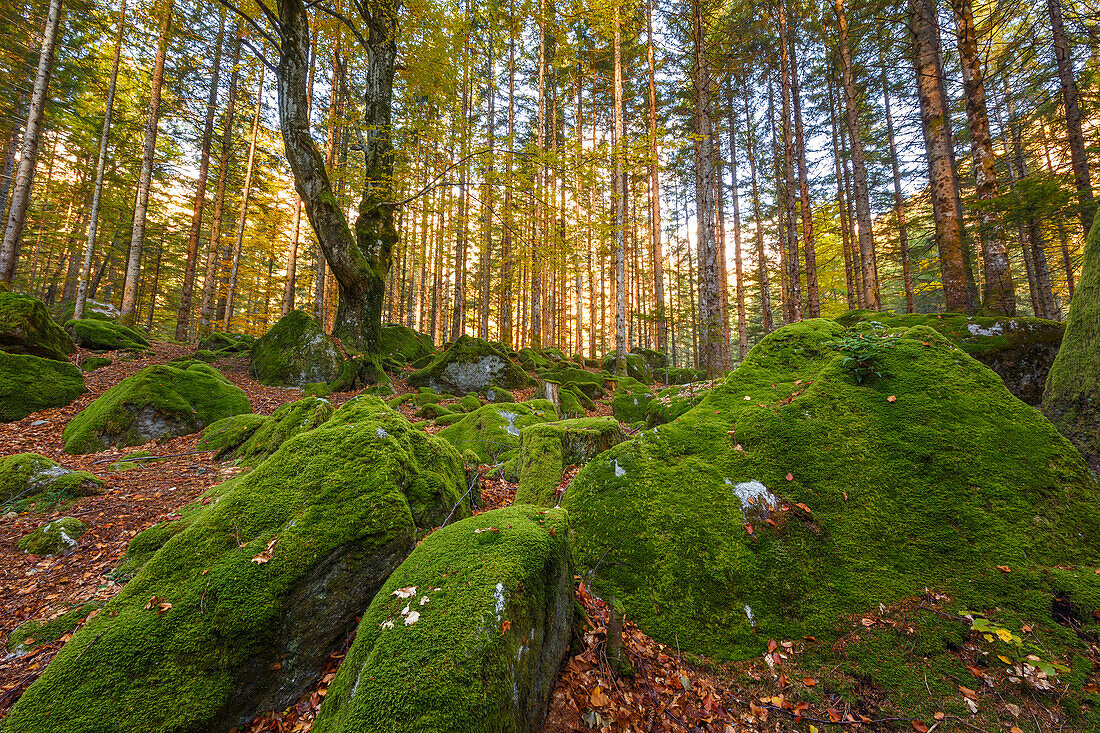 Autumn foliage at Bagni di Masino, Val Masino, Sondrio province, Valtellina, Lombardy, Italy, Europe