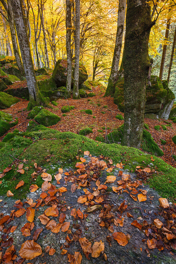 Herbstlaub in den Bagni di Masino, Masinotal, Provinz Sondrio, Valtellina, Lombardei, Italien, Europa