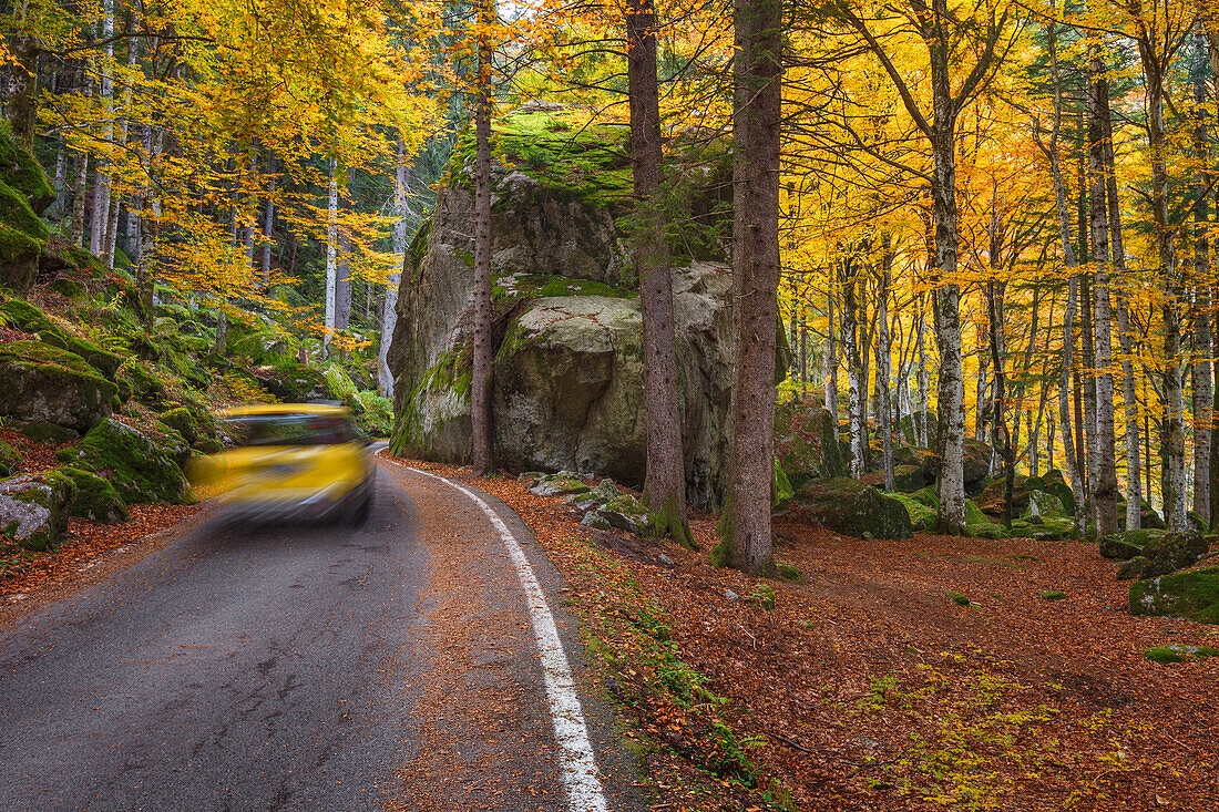 Road in the Autumn, Bagni di Masino, Val Masino, Sondrio province, Valtellina, Lombardy, Italy, Europe