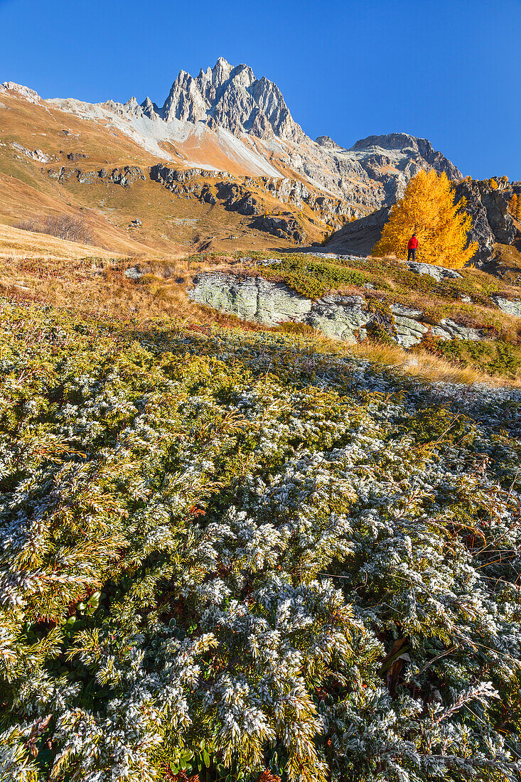 Wanderer sieht Herbstfarben und Lagrev piz in einem kalten Morgen, See Sils, Engadin, Kanton Graubünden, Schweiz, Europa (MR)
