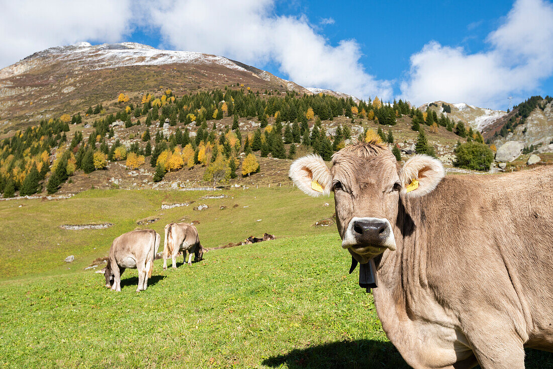 Grazing cows, Tujetsch, Canton of Graubunden, Europe