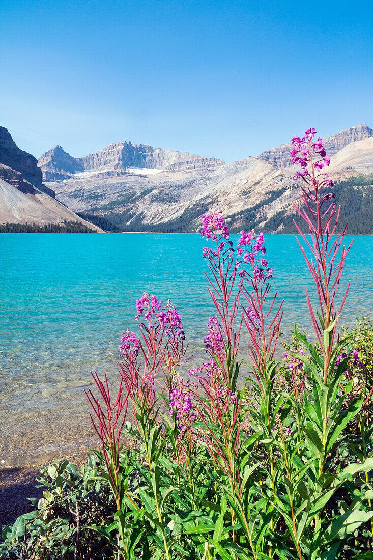 Bow Lake, Icefield parkway, Lake Louise, Banff national park, Alberta, Canada