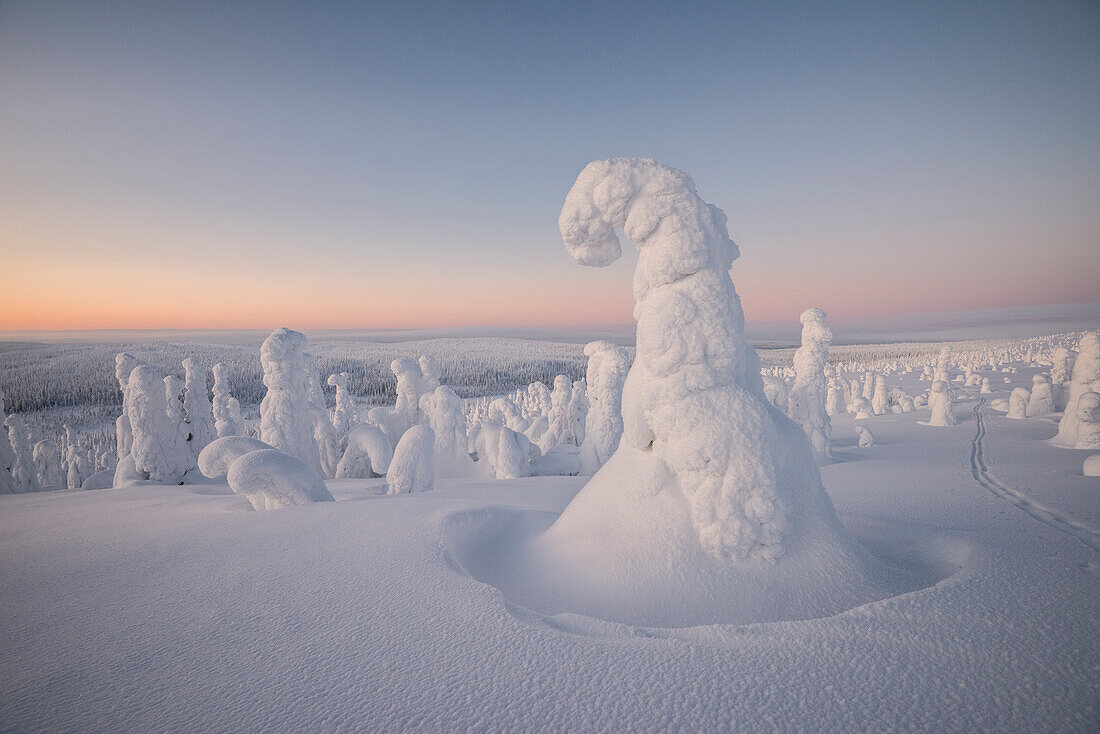 Frozen trees in the snowy woods at Riisitunturi National Park during sunset, Posio, Lapland, Finland, Europe