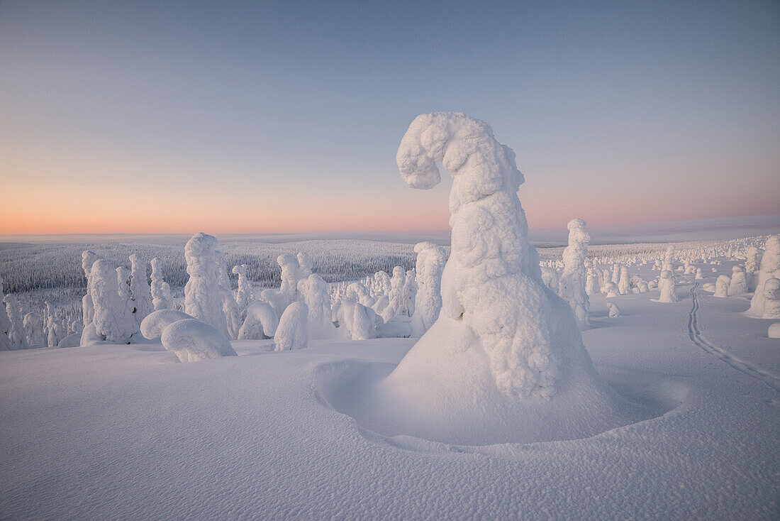 Gefrorene Bäume in den verschneiten Wäldern des Riisitunturi-Nationalparks während des Sonnenuntergangs, Posio, Lappland, Finnland, Europa