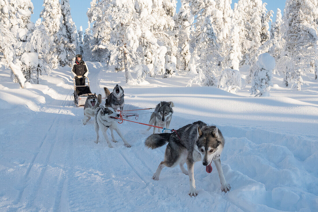 Hundeschlittenfahrt, Kuusamo, Region Nordösterbotten, Lappland, Finnland
