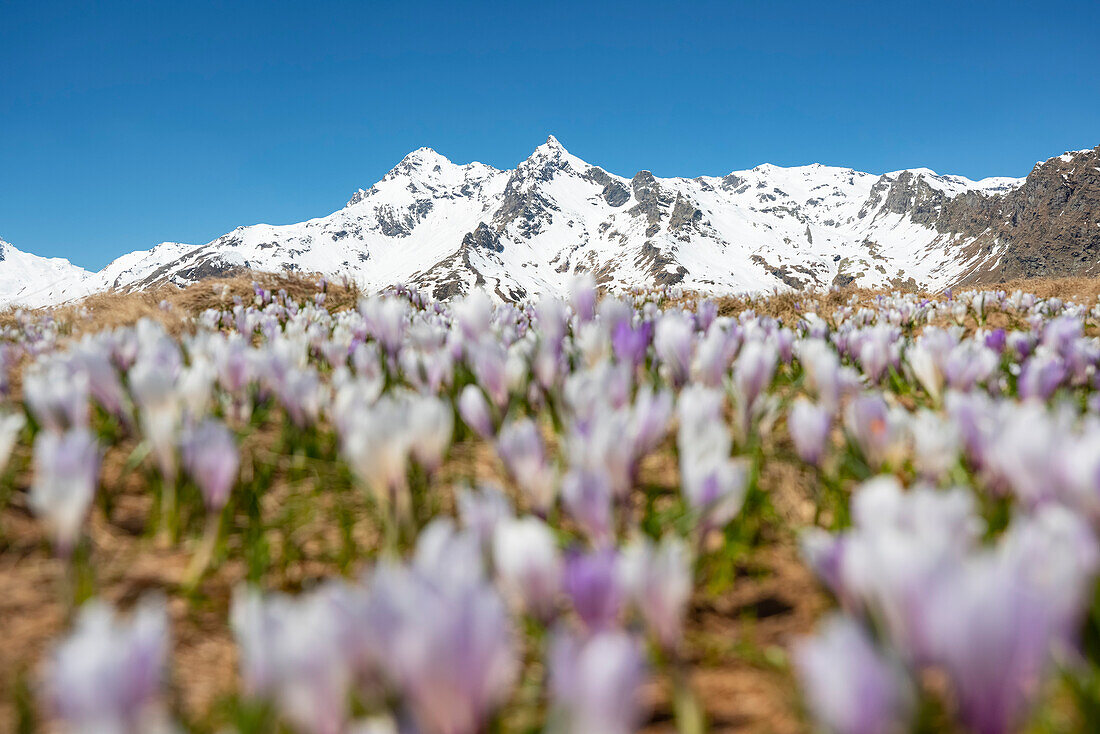 The summer sun illuminates the Crocus bloom at the foot of the top Orobie Alps, Splugapass, Valtellina, municipality of Madesimo, Sondrio province, Lombardy district, Italy, Europe