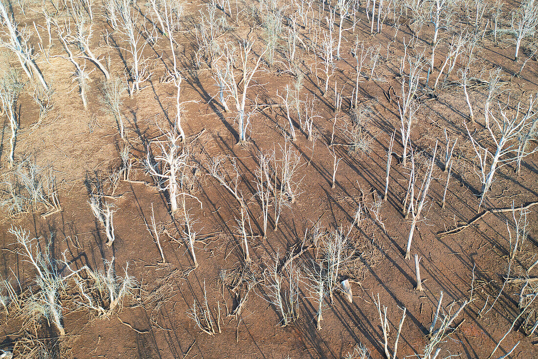 aerial view, taken by drone, of dead forest near to San Vicente de la Barquera, Cantabria, Spain, Europe