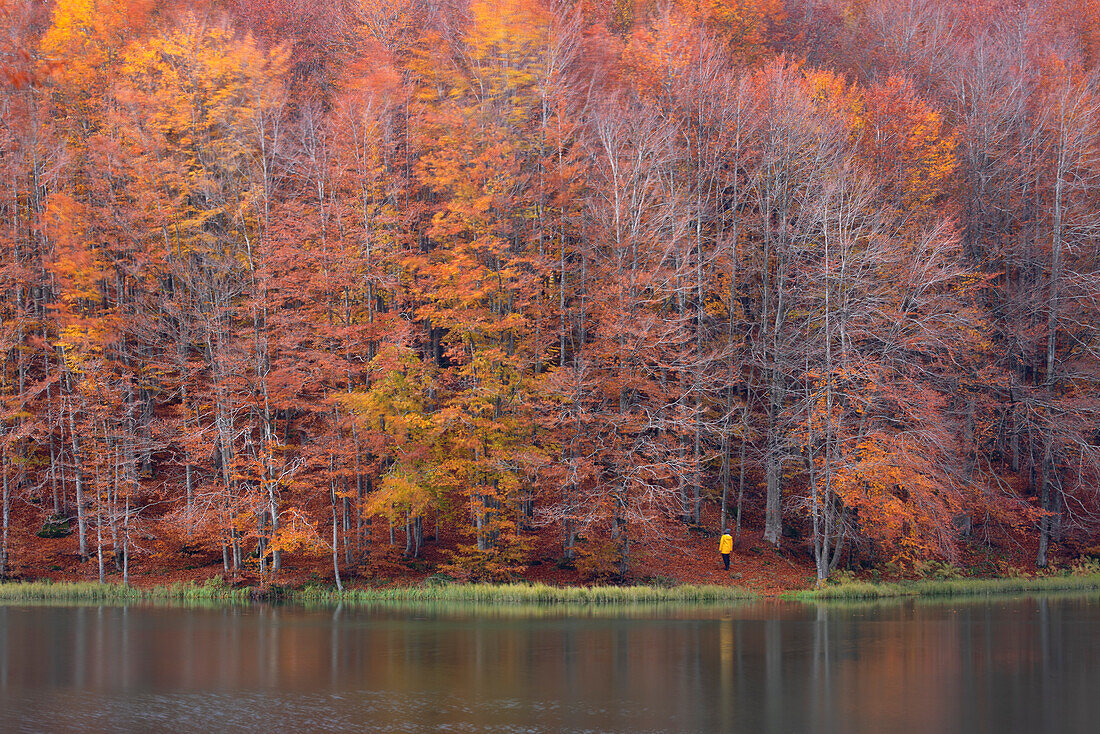 Ein Wanderer genießt die prächtigen Farben des Herbstes im Apennin, Nationalpark Toskanisch-Emilianischer Raum, Gemeinde Ventasso, Provinz Reggio Emilia, Region Emilia Romagna, Italien, Europa