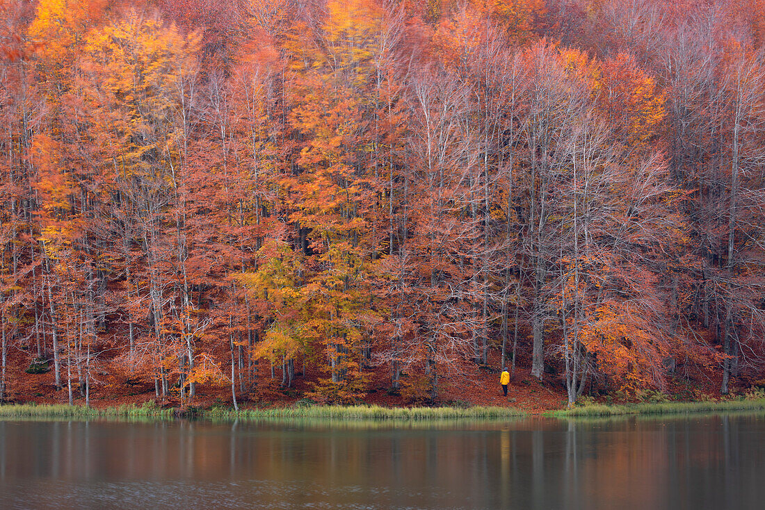 one hiker enjoy the magnificient colours of the autumn in the Apennines, Tuscan-Emilian National Park, municipality of Ventasso, Reggio Emilia provincie, Emilia Romagna district, Italy, Europe