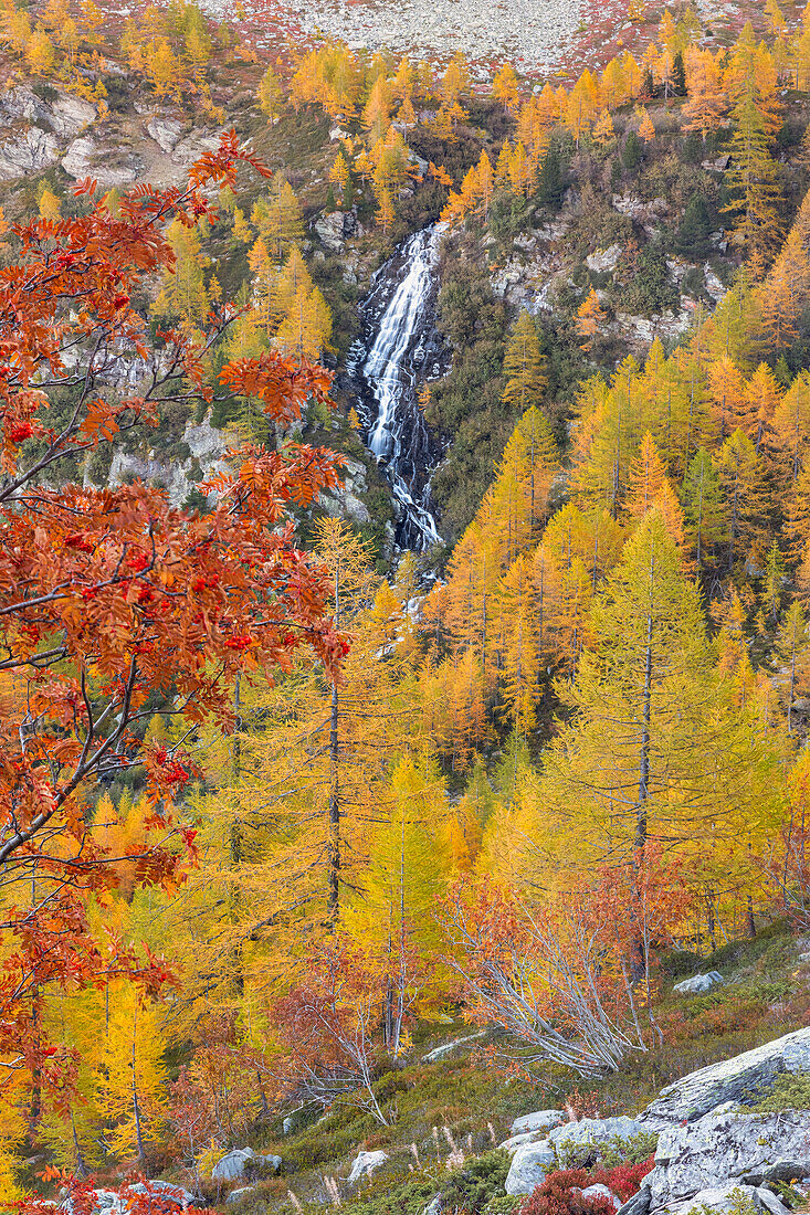 ein in Herbstfarben gefärbter Wasserfall in der Nähe des Lago d'Arpy, Gemeinde Morgex, Provinz Aosta, Bezirk Valle d'Aosta, Italien, Europa