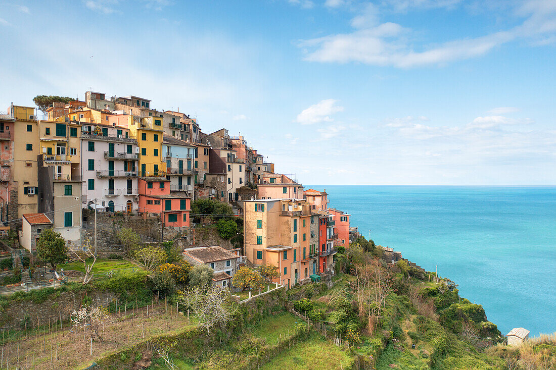 Luftaufnahme mit Drohne im Frühling des historischen Dorfes Corniglia, Gemeinde Vernazza, UNESCO-Weltkulturerbe, Nationalpark Cinque Terre, Provinz La Spezia, Region Ligurien, Italien, Europa