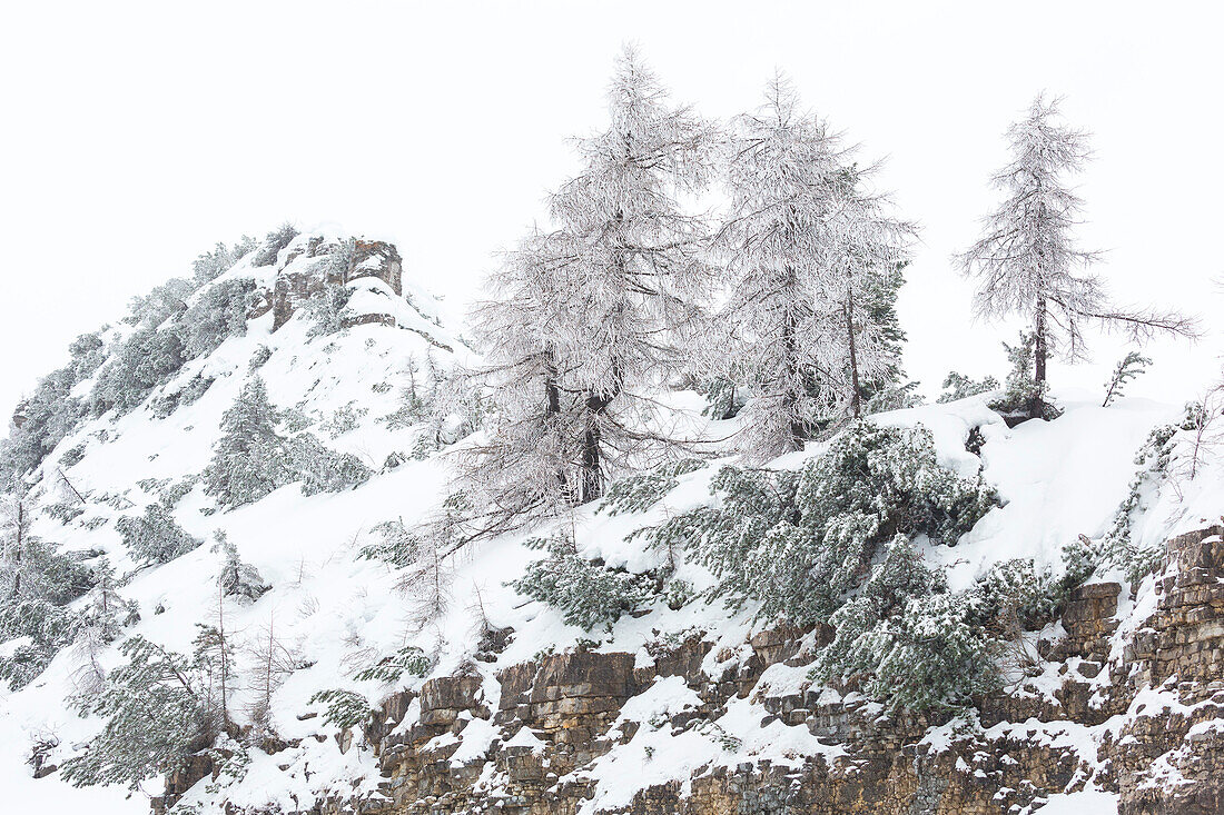 Lärchen im Winter am Valbona-Pass, Venetien, Italien