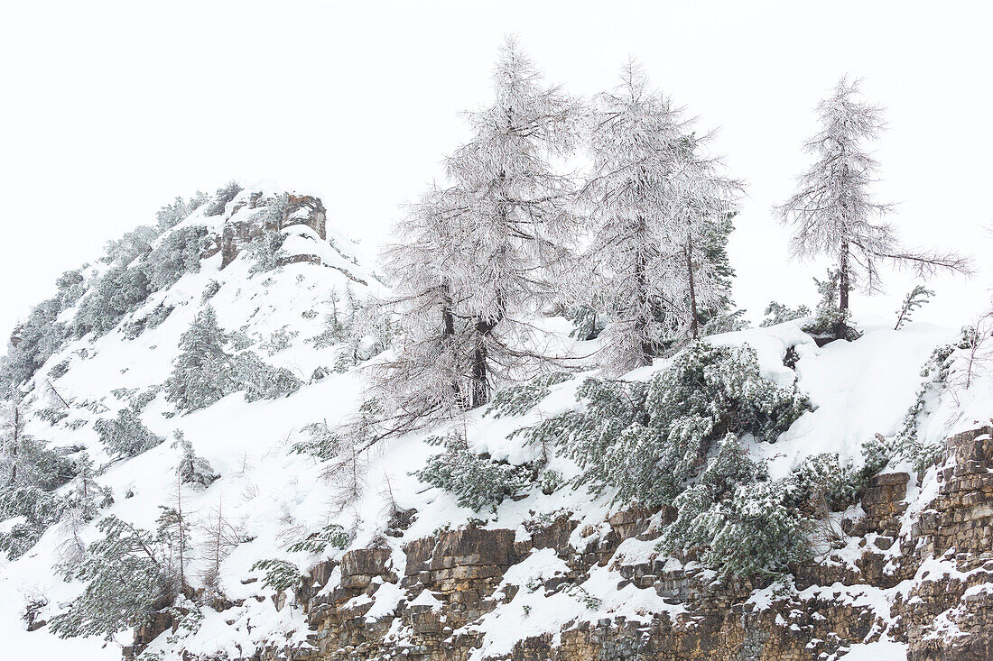 Larches in winter at Valbona pass, Veneto, Italy
