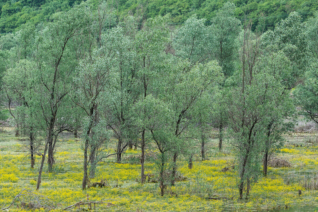 Bäume im Frühling in Loppio, Trentino, Italien