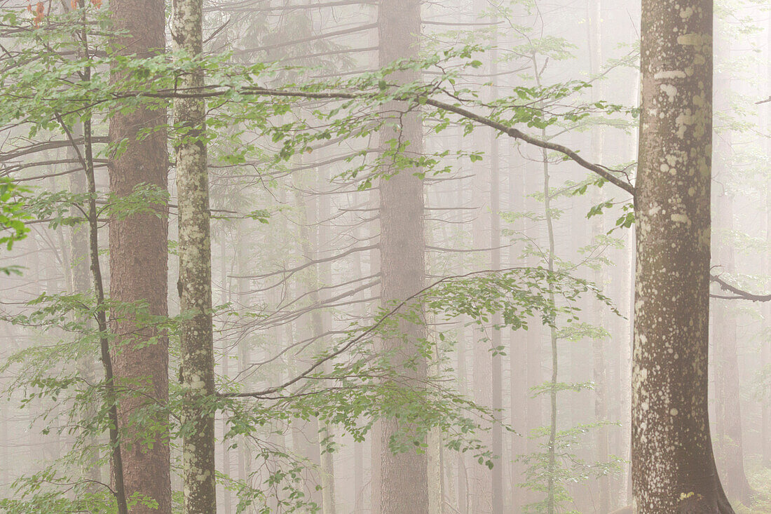 Misty woods in Alpe Cimbra, Trentino, Italy