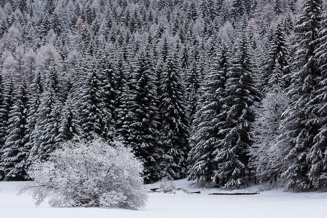 Baum im Winter in Folgaria, Trentino, Italien