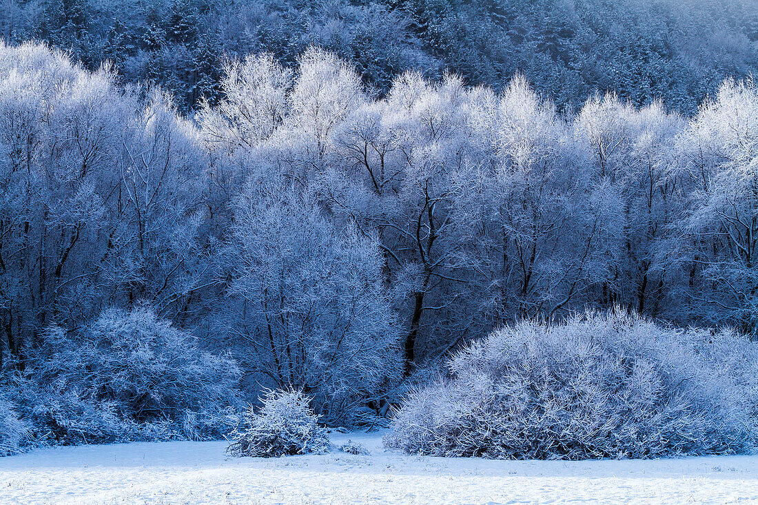 Frozen trees in the early morning at Abruzzo, Italy