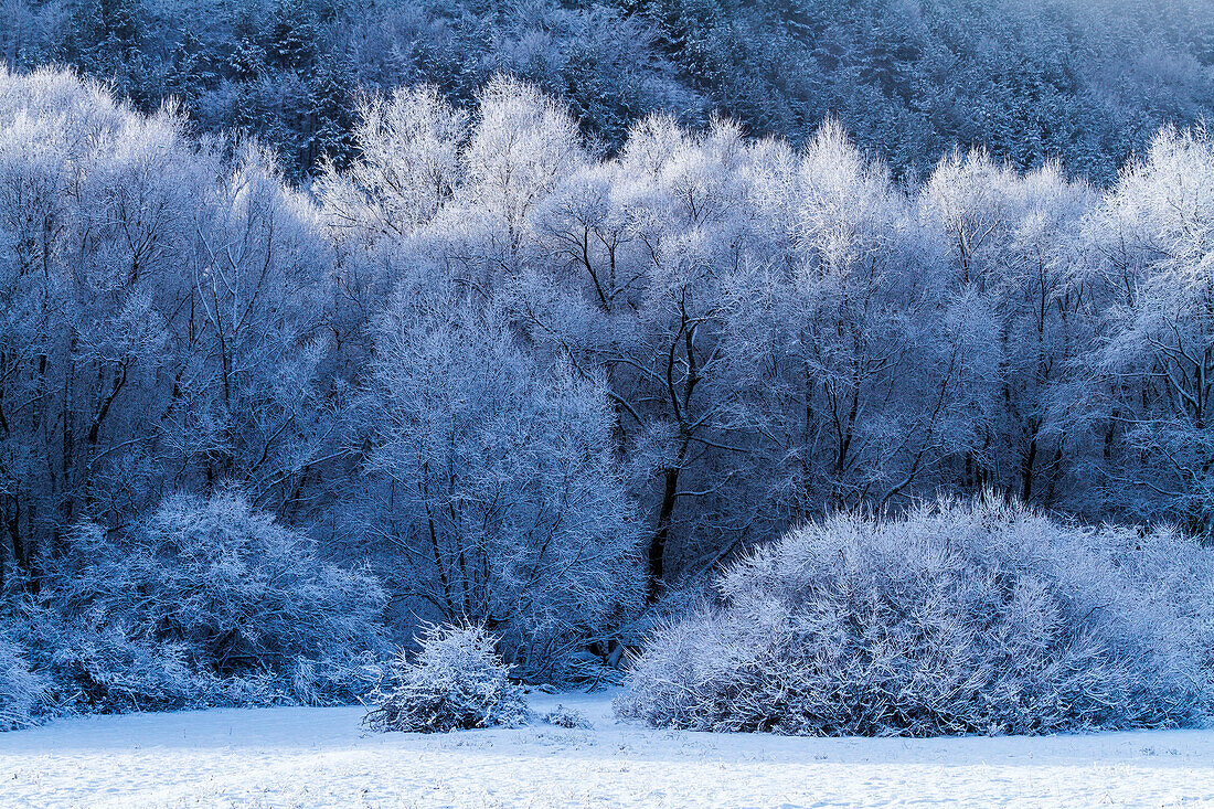 Gefrorene Bäume am frühen Morgen in den Abruzzen, Italien