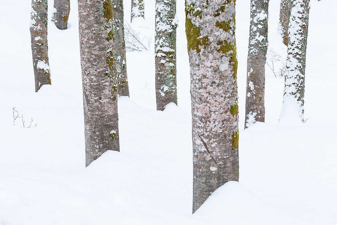 Beech logs in the snow at Abruzzo, Italy