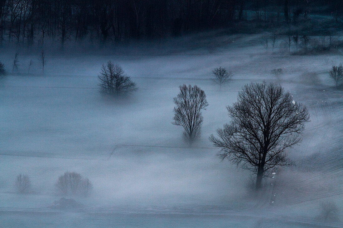 Abgestorbene Bäume im Nebel in Airuno, Lombardei, Italien
