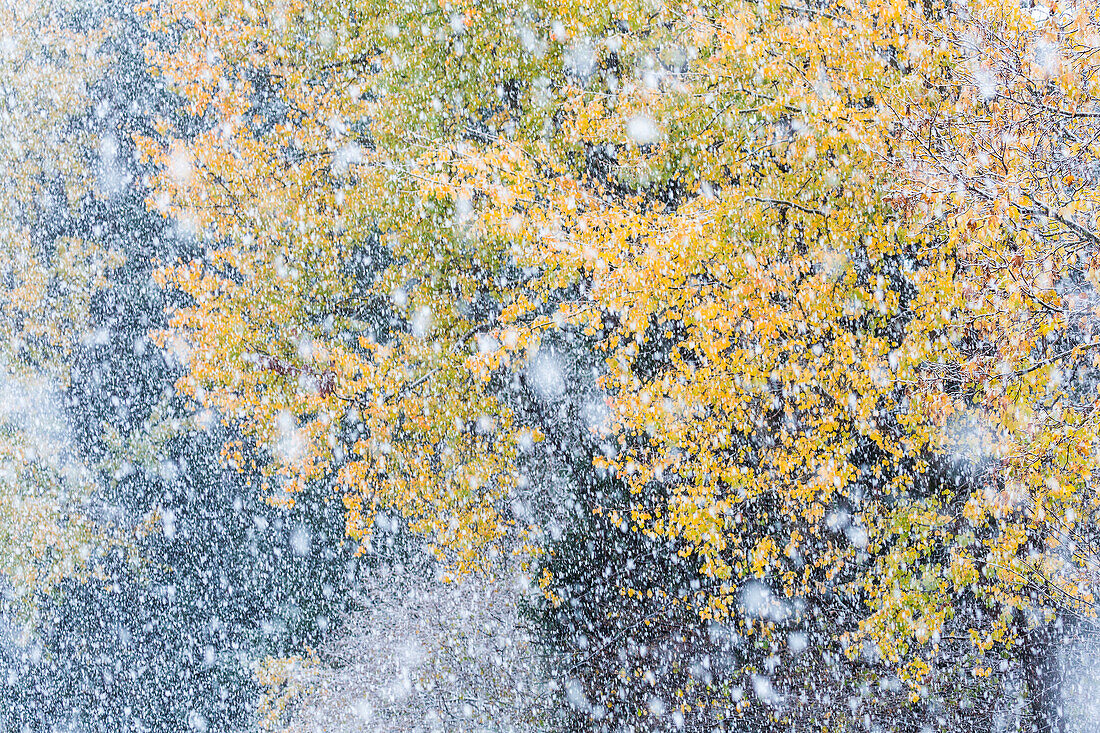 A snowfall in autumn at Folgaria, Trentino, Italy
