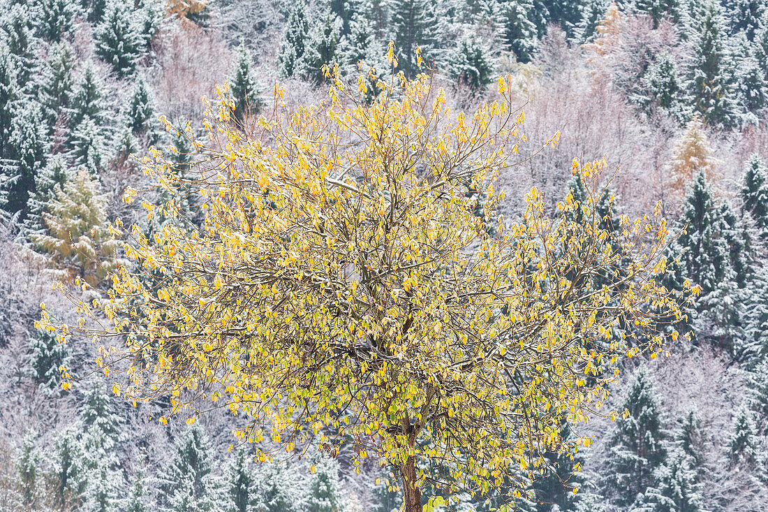Baum zwischen Herbst und Winter in Folgaria, Trentino, Italien