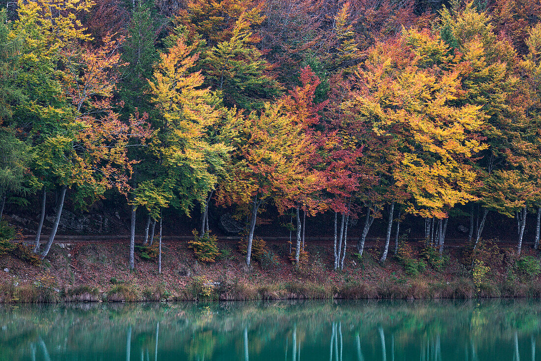 Herbstbäume am Lavarone-See, Trentino, Italien