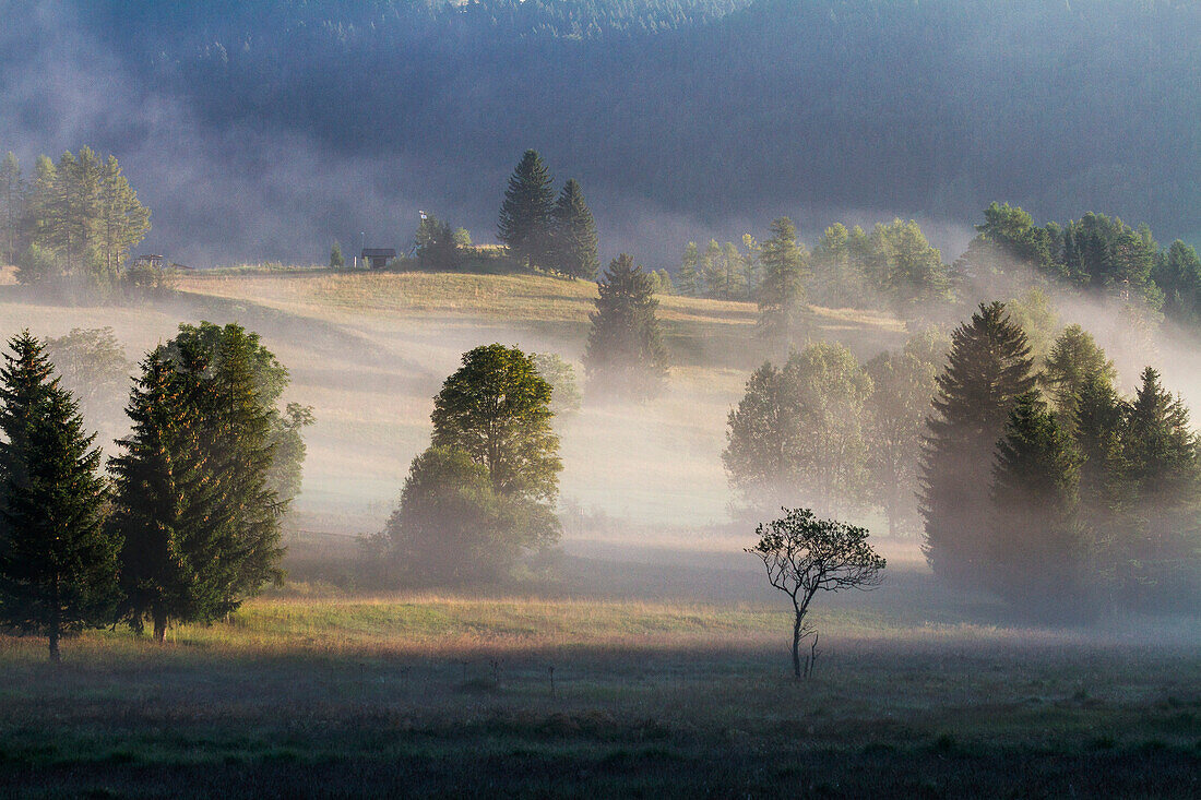 Mists and trees at sunrise at Folgaria, Trentino, italy
