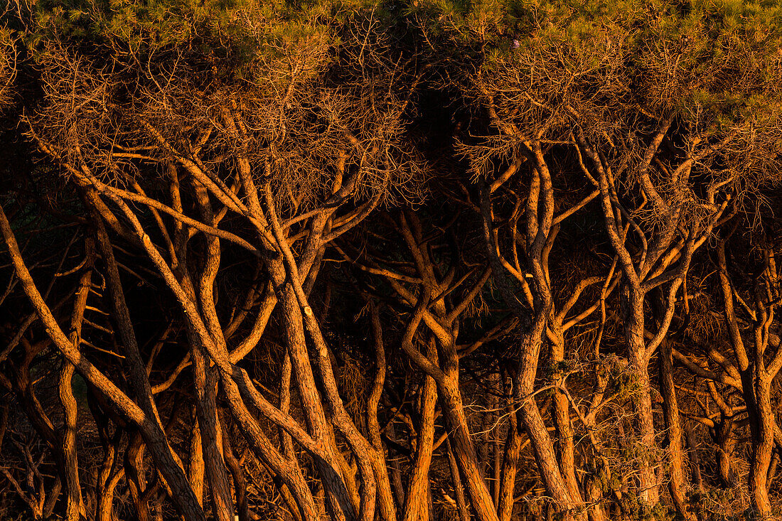 Sonnenuntergang auf Bäumen im Maremma-Nationalpark, Toskana, Italien