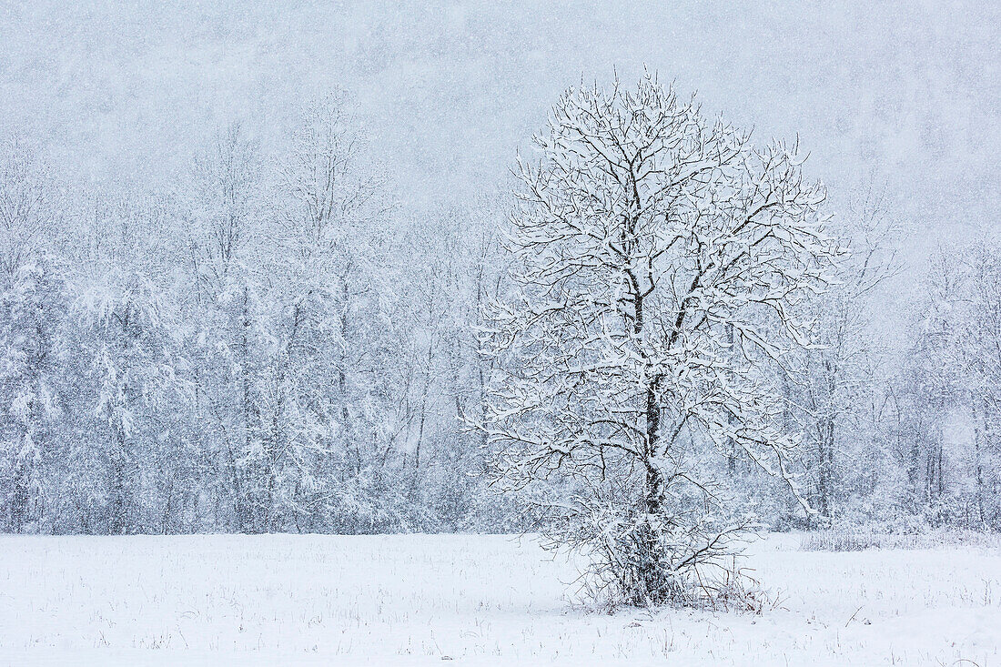 Einsamer Baum im Winter in der Lombardei, Italien