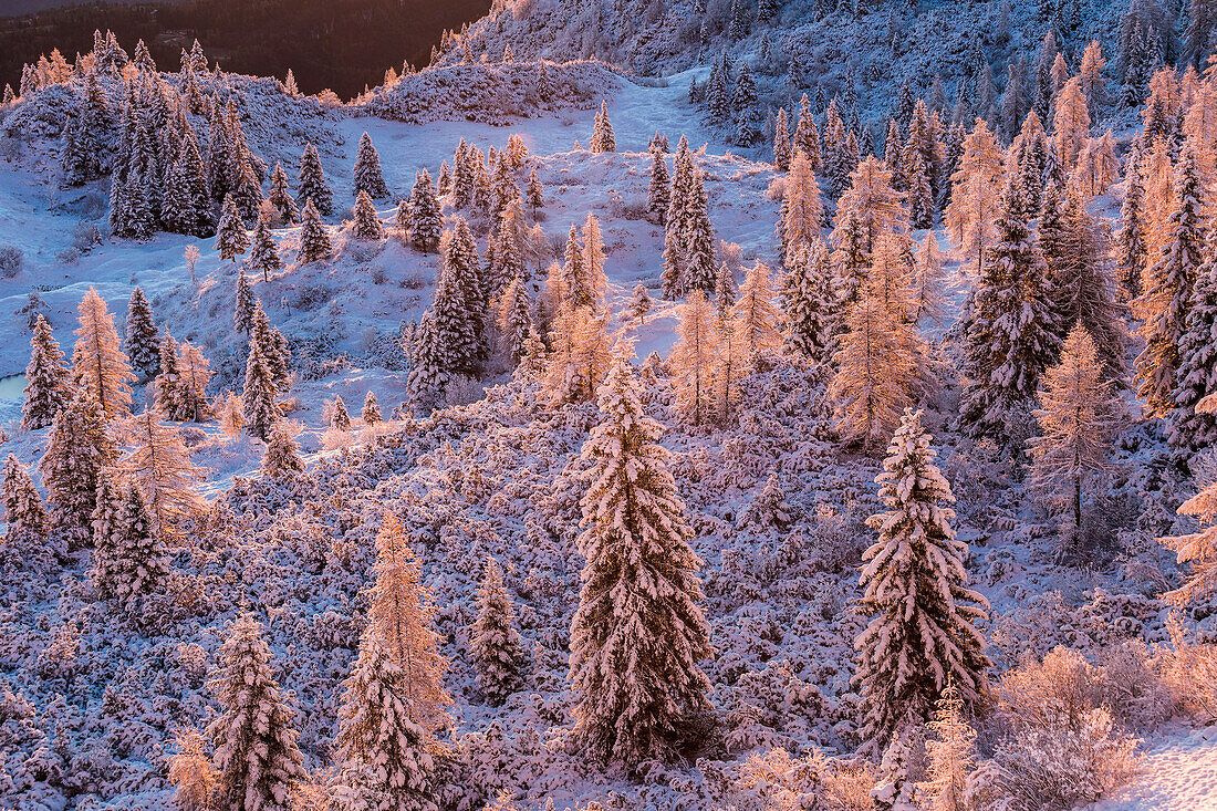 Autumn trees full of snow in high mountain at Veneto, Italy