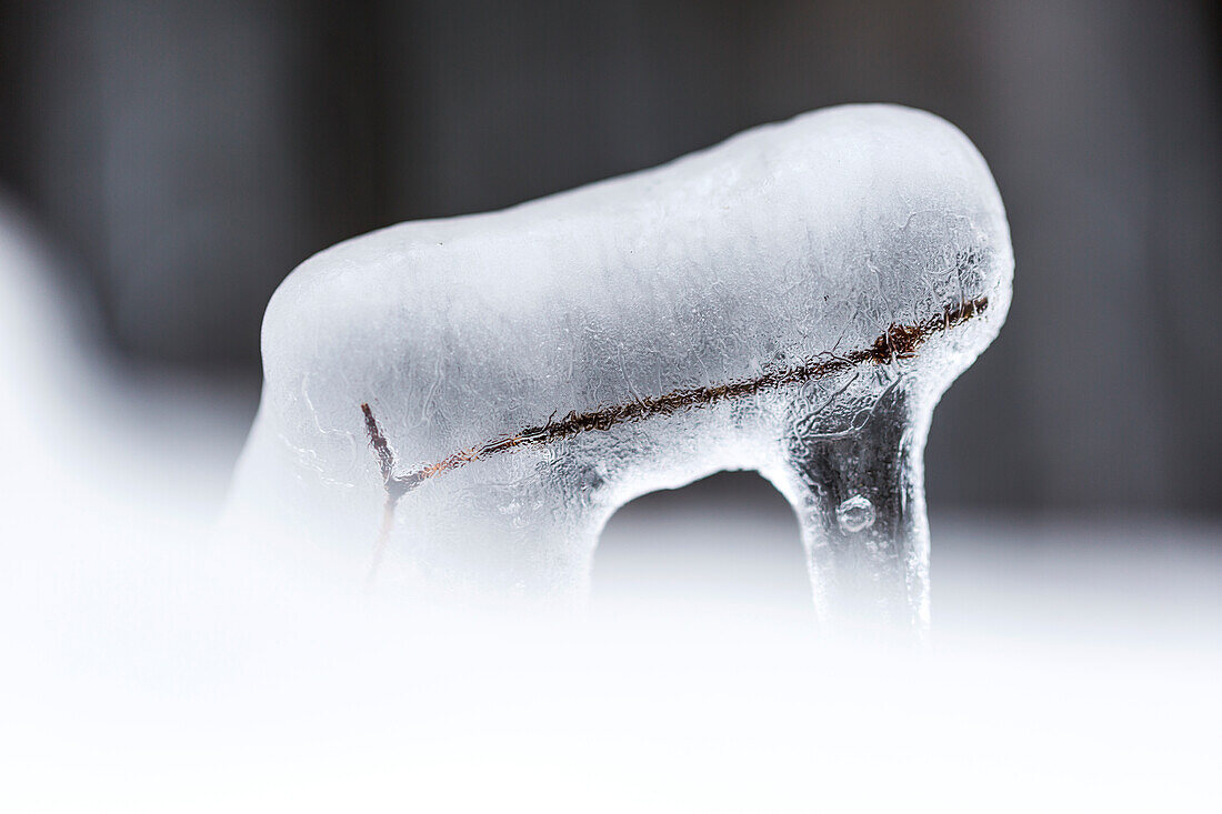 A branch trapped in ice at Trentino, Italy