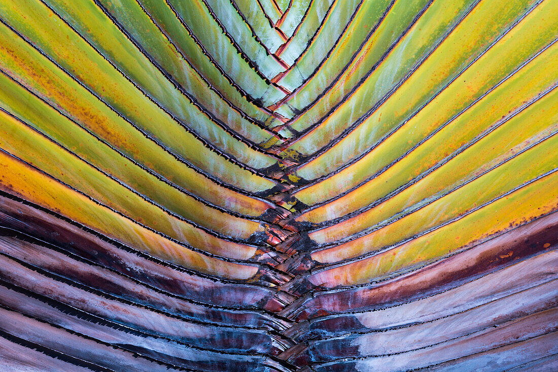 Detail einer Palme auf der Insel Phuket, Thailand, Asien