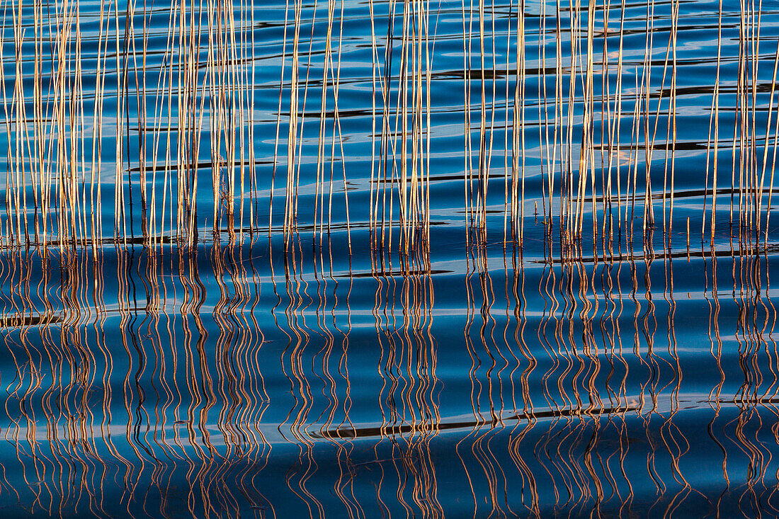 Waves betweeen a reed at Idroscalo lake, Milan, Lombardy, Italy