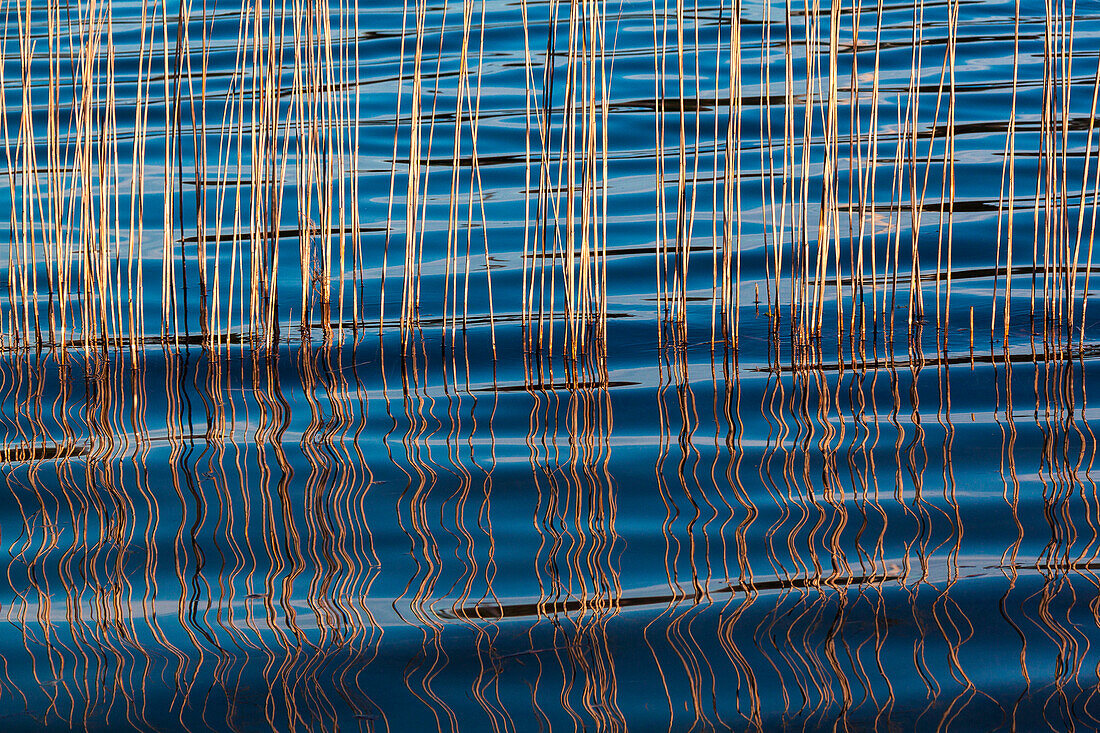 Wellen zwischen einem Schilfrohr am Idroscalo-See, Mailand, Lombardei, Italien