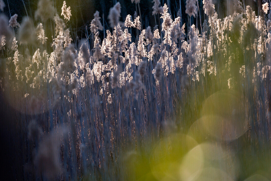 Ein Schilfrohr zwischen Licht und Schatten in der Maremma, Toskana, Italien