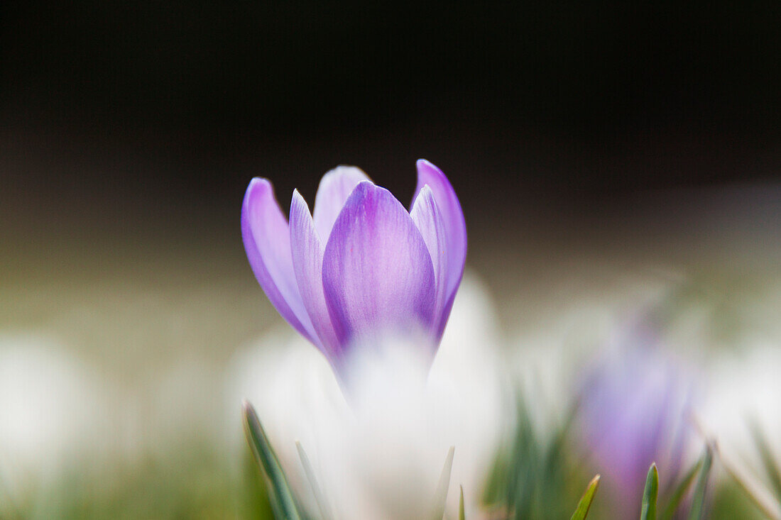 Close-up on a crocus flower during spring at Trentino, Italy